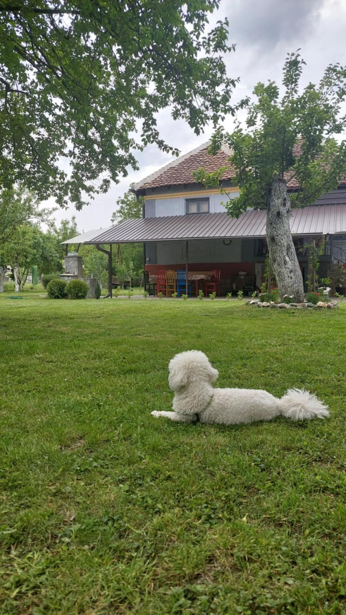 Apartmani Petkovic 226 Velika Drenova ภายนอก รูปภาพ